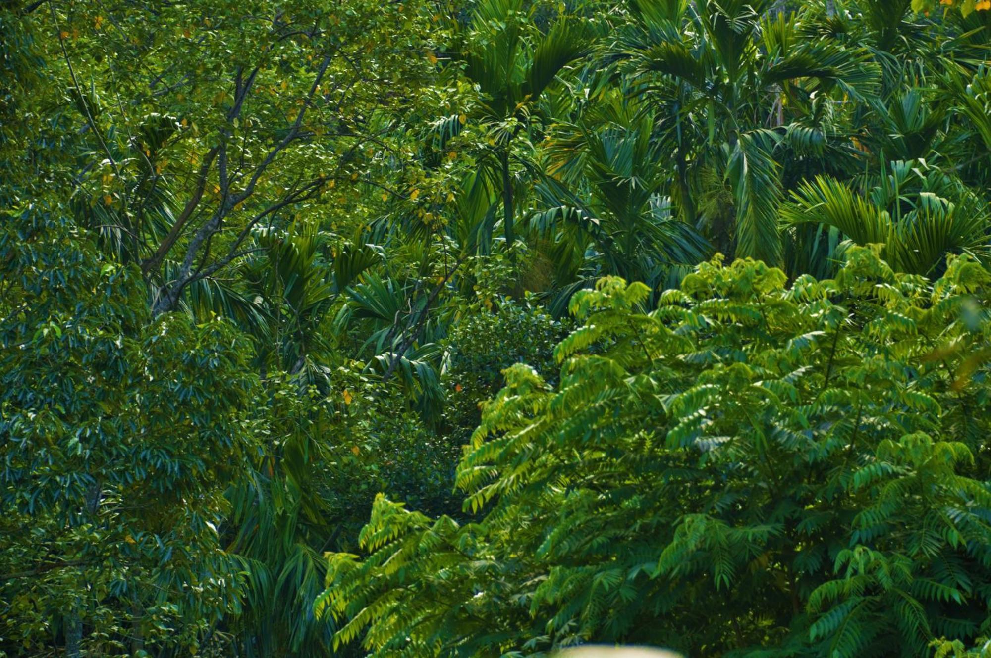 Green Cottage Ella Bagian luar foto